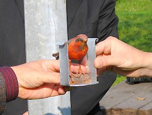 L'oiseau qui veut entrer dans la cavité n'y tombe plus - Photo Cathy Zell