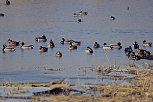 Groupe de canards - Photo Pierre Matzke