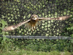 L'oiseau en rééducation dans l'une des grandes volières, à Rosenwiller - Photo Cathy Zell