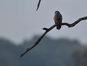 Buse variable - photo Pierre Matzke