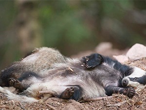 Nocturnes et farouches, les blaireaux sont difficiles à observer - Photo J.-P. Bedez