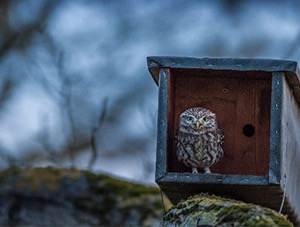 Un adulte devant son nichoir - Photo Dominique Bersuder