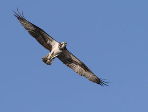 Balbuzard en vol - Photo Jean-Marc Bronner