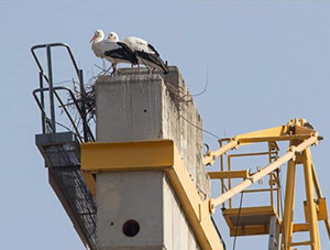 Cigognes blanches dont le nid est construit sur une grue - Photo LPO Alsace