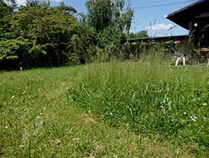 Pensez à laisser des zones non tondues dans votre jardin ! (photo Cathy Zell)