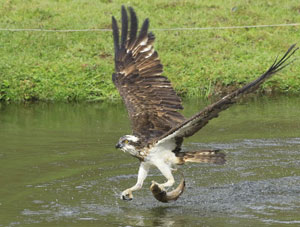 Un individu en pleine chasse - Photo Claudie Stenger