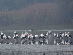 Groupe de cigognes - Photo David Hackel