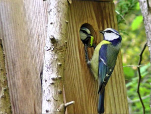 Mésanges bleues au nichoir - Photo Eric Gaentzler