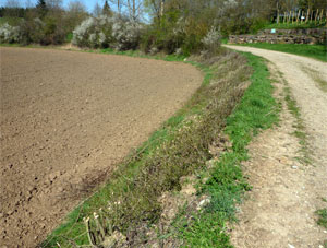 Haie coupée à ras - Photo LPO Alsace