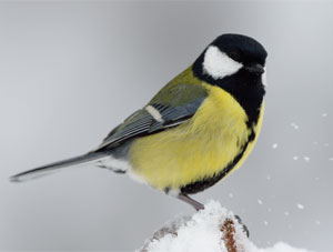 Mésange charbonnière - Photo F. Girardin