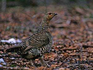 Grand tétras femelle (photos David Hackel)