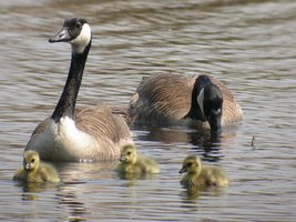 Une famille de Bernaches du Canada -  Photo Christian Frauli