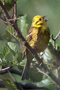 Bruant jaune - Photo Nicolas Buhrel