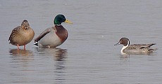 Canards colverts et pilet - Photo Brigitte Franiatte