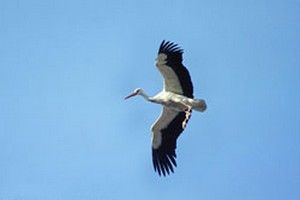 Cigogne blanche - Photo Nicolas Buhrel