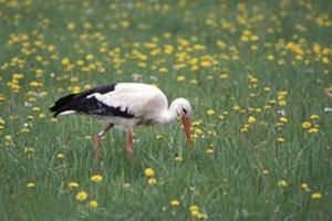 Cigogne blanche cherchant sa nourriture - Photo Nicolas Buhrel