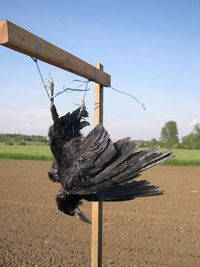 Dépouille de corbeau - Photo Jean-Marc Bronner