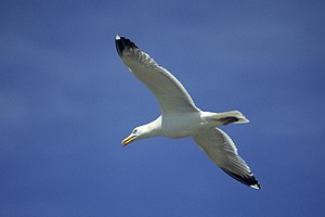 Goéland leucophée - Photo Nicolas Buhrel