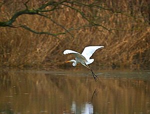 Grande aigrette - Photo Fabrice Roubert