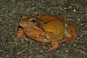 Grenouille rousse - photo Nicolas Buhrel