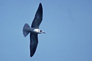 Guifette noire (plumage d'hiver) - Photo Jean-Marc Bronner