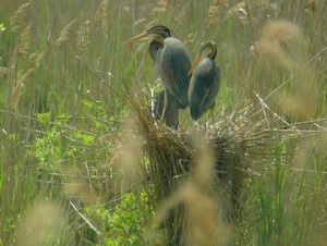 La petite colonie de hérons pourprés dans la roselière - Photo Christian Frauli