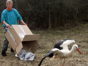 Une bénévole relâche une cigogne blanche - Photo Suzel Hurstel