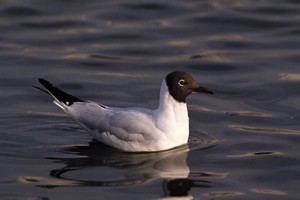 Mouette rieuse - Photo Marc Solari