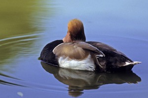 Nette rousse (mâle) - Photo Jean-Marc Bronner