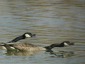 Un couple de bernaches du Canada en colère - Photo Christian Frauli