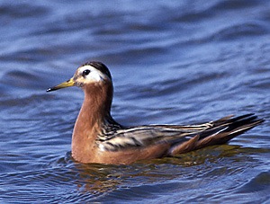 Phalarope à bec large - Photo Eric Buchel