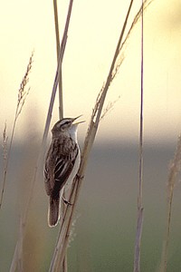 Phragmite des joncs - Photo Nicolas Buhrel