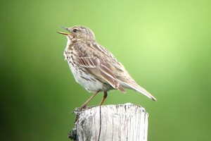 Pipit farlouse - Photo Brigitte Franiatte