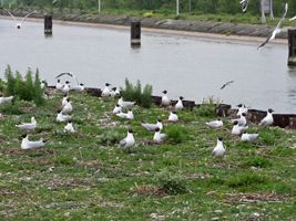 Mouettes rieuses, musoir EDF - Photo Christian Dronneau