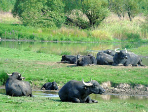 Wasserbuffel - Foto LPO Alsace