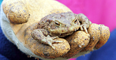 Ramassage d'un crapaud commun - Photo Bernard Gantzer