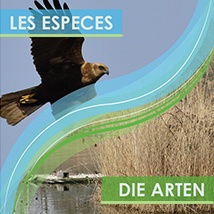 Les espèces