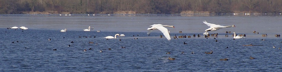 Le plan d'eau de Plobsheim - Photo de Brigitte Franiatte