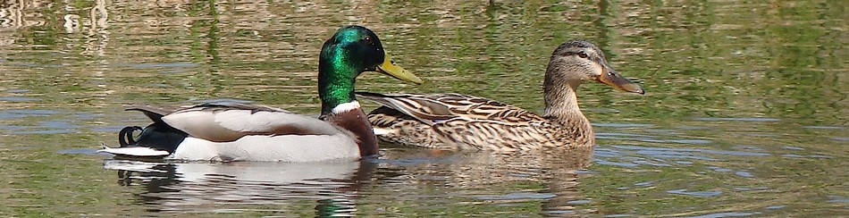 Canard colvert - Photo de Brigitte Franiatte