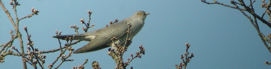 Coucou gris - Photo de Christian Frauli