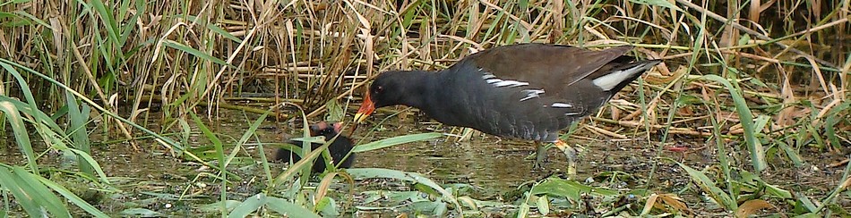 Gallinule poule d'eau et ses petits - Photo de Brigitte Franiatte