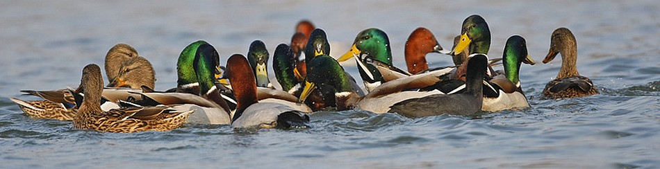 Canard colvert, fuligule milouin, foulque macroule - Photo de Marc Solari