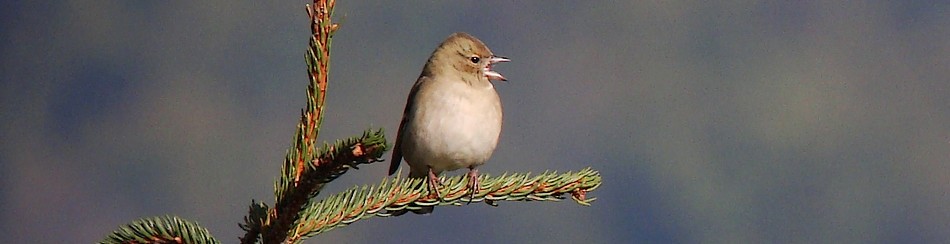 Pinson des arbres, femelle - Photo de Brigitte Franiatte